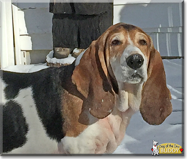 Buddy the Bassett Hound, the Dog of the Day