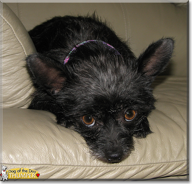 Thumper the Cairn Terrier mix, the Dog of the Day