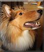 Angel the Rough Collie