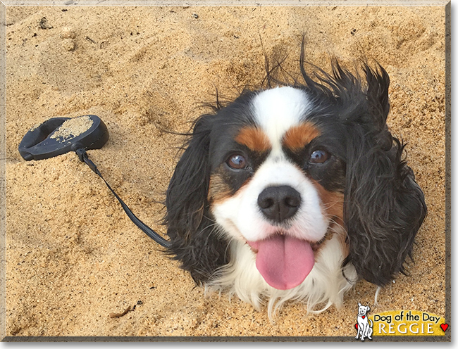 Reggie the Cavalier King Charles Spaniel, the Dog of the Day