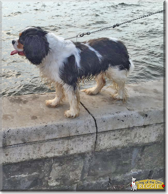 Reggie the Cavalier King Charles Spaniel, the Dog of the Day