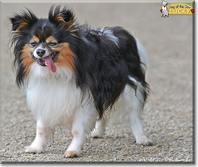 Lucky the Papillon, the Dog of the Day