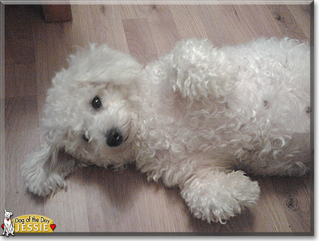 Jessie the Bichon Frise cross, the Dog of the Day