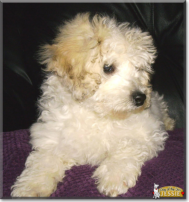 Jessie the Bichon Frise cross, the Dog of the Day