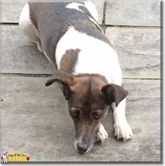 Trixi the Jack Russell Terrier, the Dog of the Day