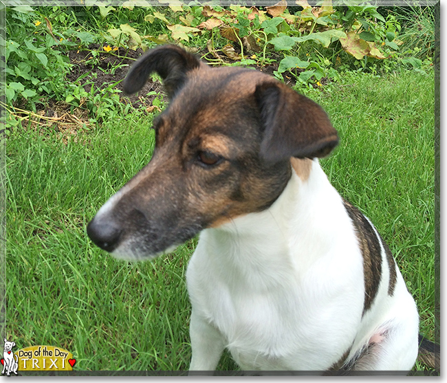 Trixi the Jack Russell Terrier, the Dog of the Day