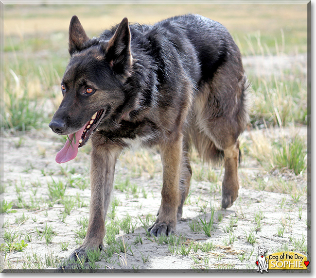 Sophie the German Shepherd/Siberian Husky, the Dog of the Day