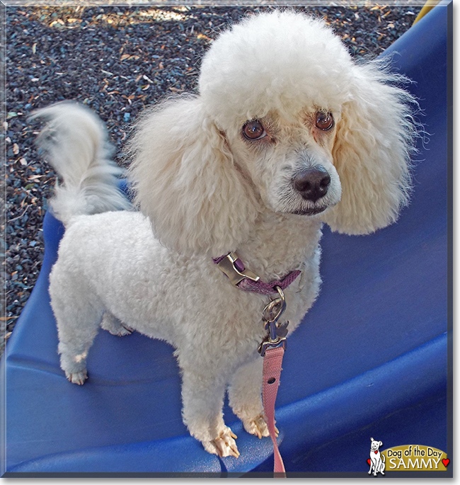 Sammy the Miniature Poodle, the Dog of the Day