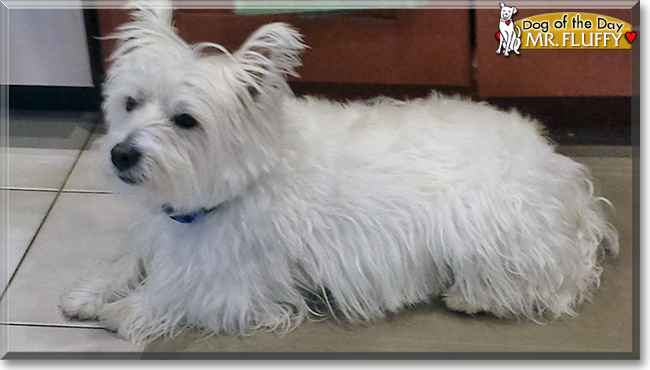Mr. Fluffy the West Highland Terrier, the Dog of the Day
