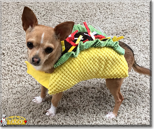 Taco the Chihuahua, the Dog of the Day