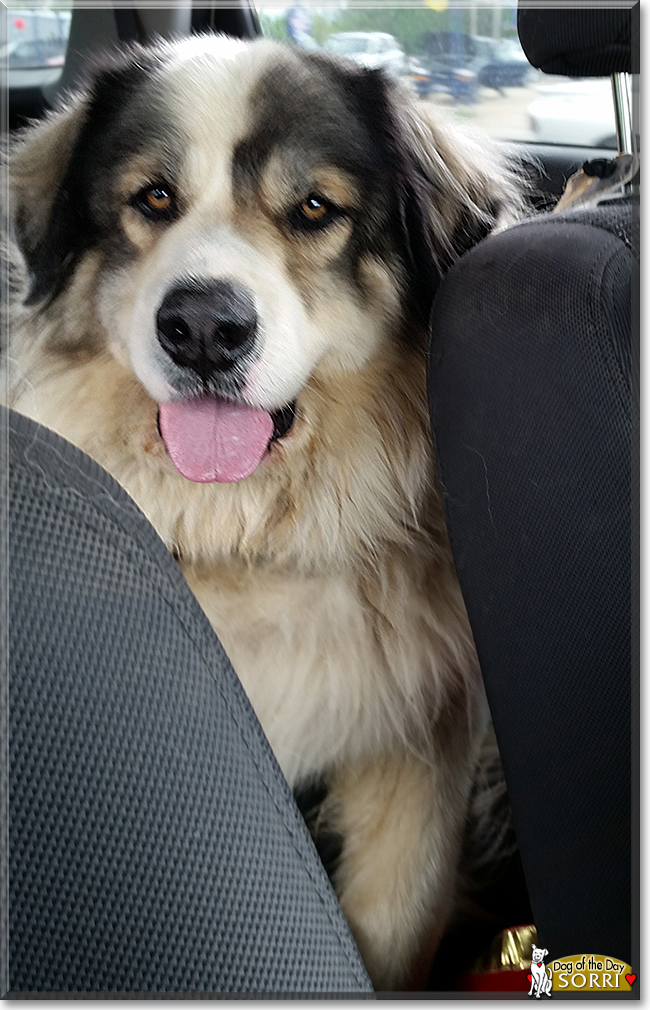 Sorri the Great Pyrenees/Leonberger, the Dog of the Day