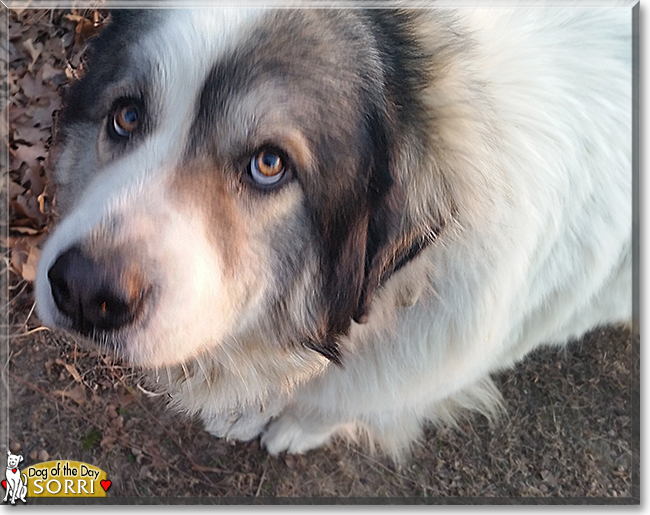 Sorri the Great Pyrenees/Leonberger, the Dog of the Day