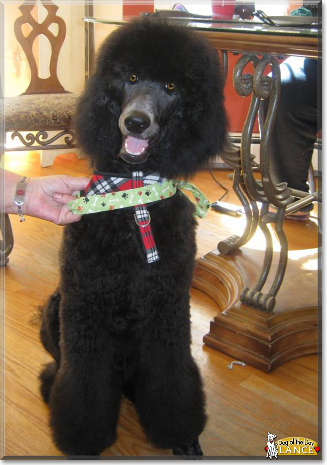 Lance the Standard Poodle, the Dog of the Day