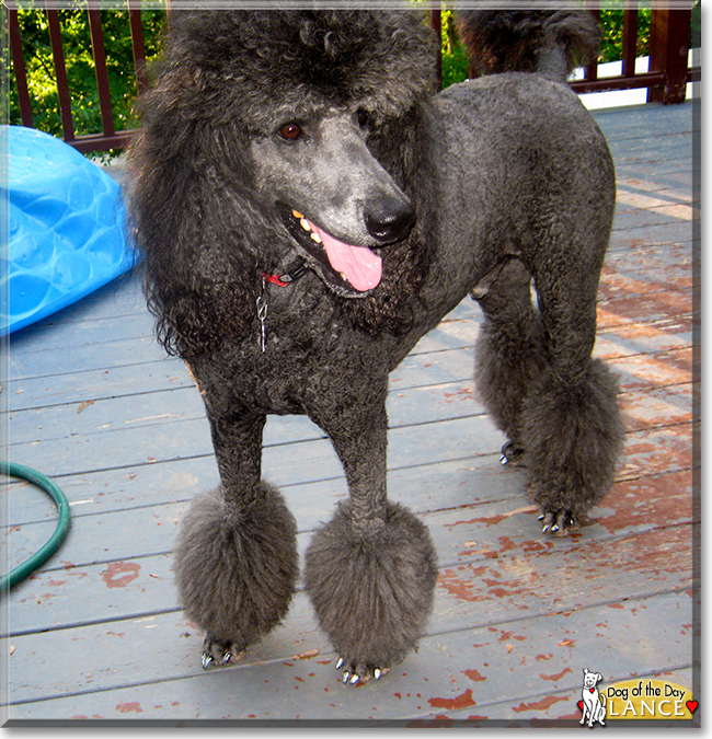 Lance the Standard Poodle, the Dog of the Day