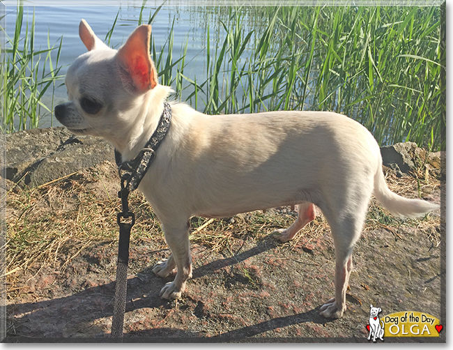 Olga the Chihuahua, the Dog of the Day