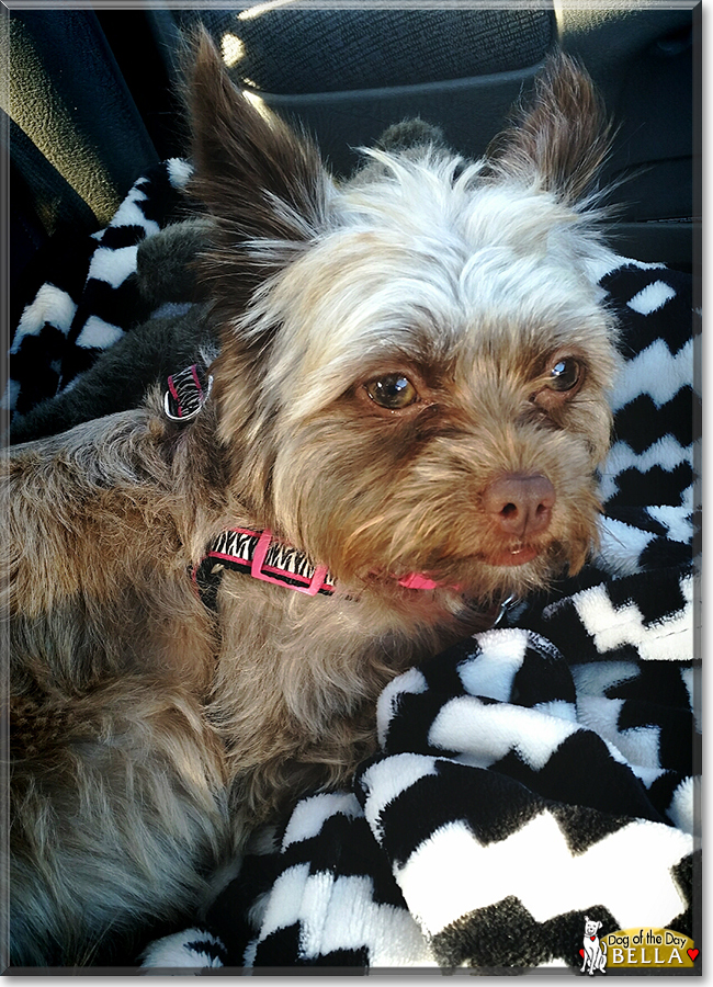 Bella the Wire Hair Terrier/Chihuahua mix, the Dog of the Day