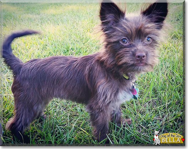 Bella the Wire Hair Terrier/Chihuahua mix, the Dog of the Day