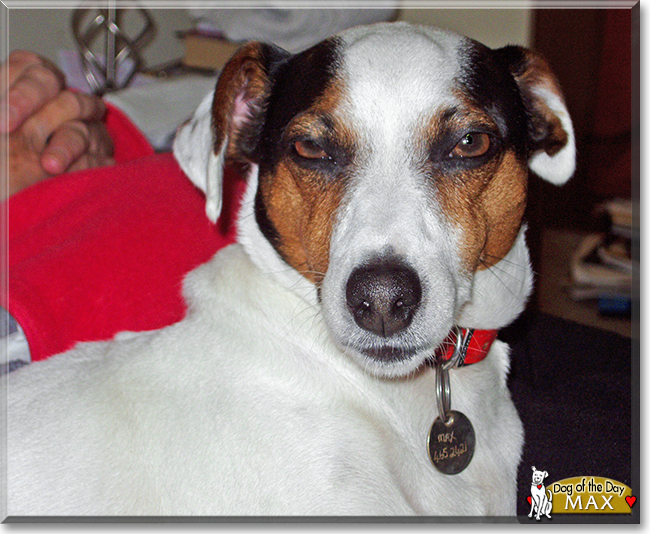 Max the Jack Russell Terrier, the Dog of the Day