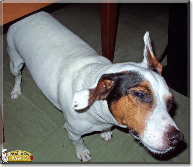 Max the Jack Russell Terrier, the Dog of the Day