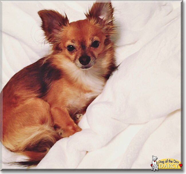 Mr. Darcy the Chihuahua, the Dog of the Day