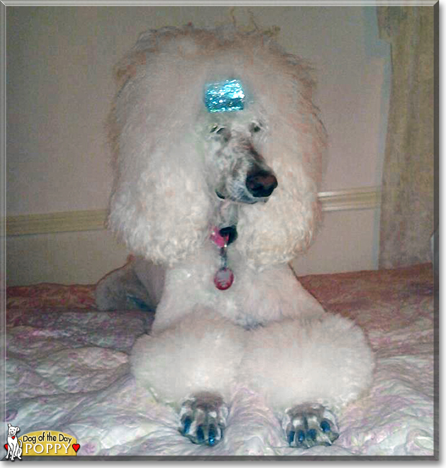 Poppy the Standard Poodle, the Dog of the Day