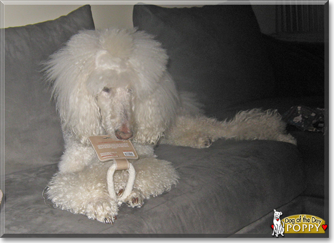 Poppy the Standard Poodle, the Dog of the Day
