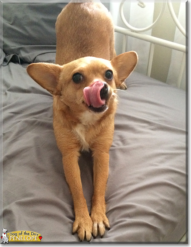 Penelope the Chihuahua mix, the Dog of the Day