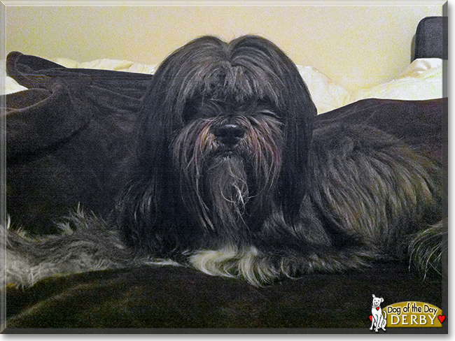 Derby the Tibetan Terrier mix, the Dog of the Day