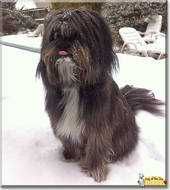 Derby the Tibetan Terrier mix, the Dog of the Day