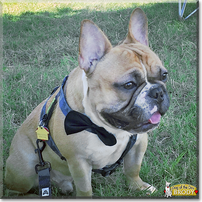 Brody the French Bulldog, the Dog of the Day