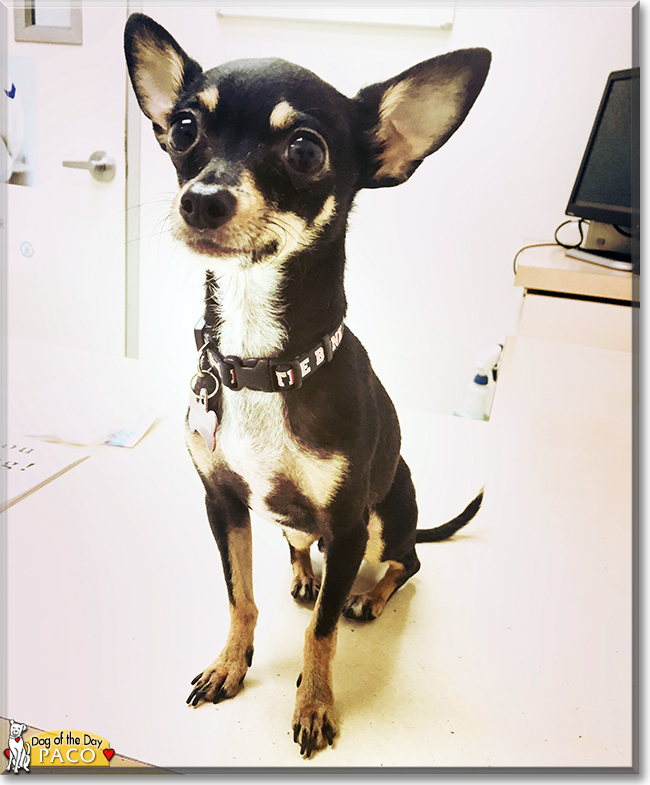 Señor Paco Taco the Chihuahua, the Dog of the Day