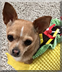Taco the Chihuahua