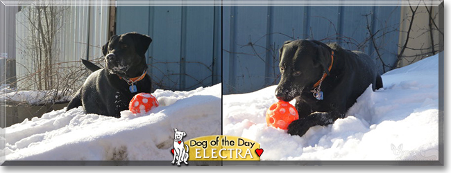 Electra the Labrador Retriever/Bernese Mountain Dog, the Dog of the Day