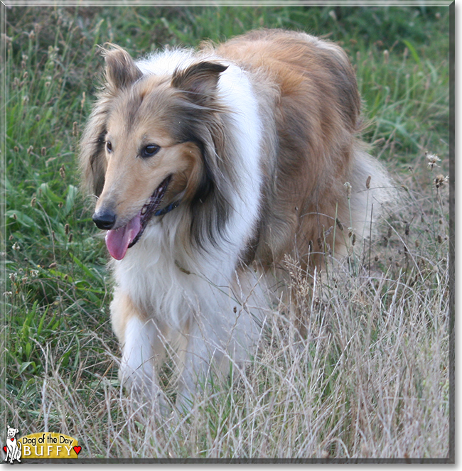 Buffy the Rough Collie, the Dog of the Day