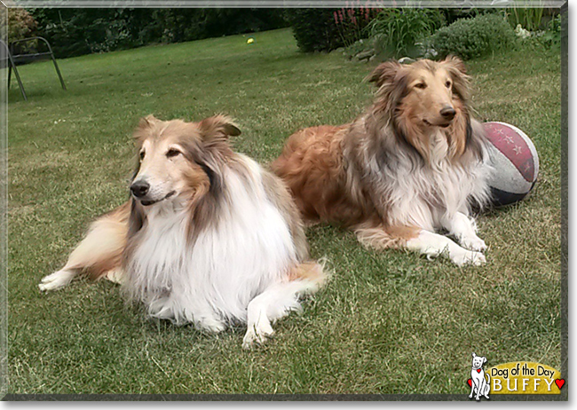 Buffy the Rough Collie, the Dog of the Day