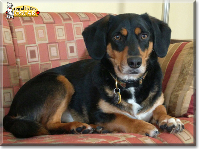Oscar the Beagle/Basset/Labrador/Pomeranian, the Dog of the Day