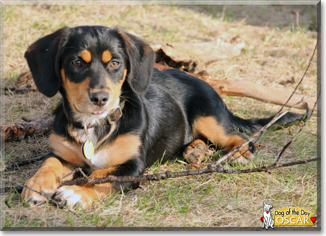 Oscar the Beagle/Basset/Labrador/Pomeranian, the Dog of the Day