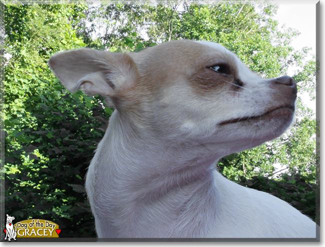 Gracey the Chihuahua, the Dog of the Day