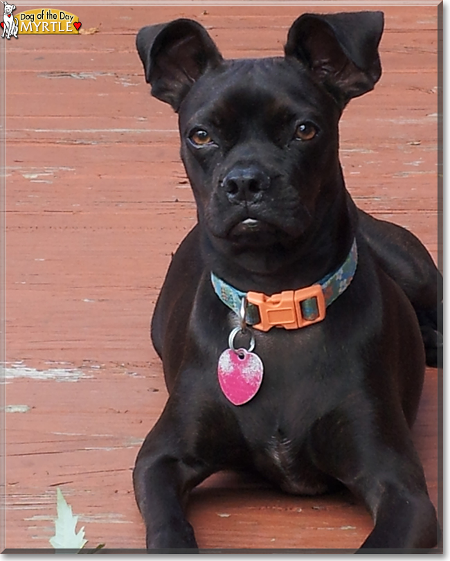 Myrtle the Miniature Pinscher, Boston Terrier, the Dog of the Day