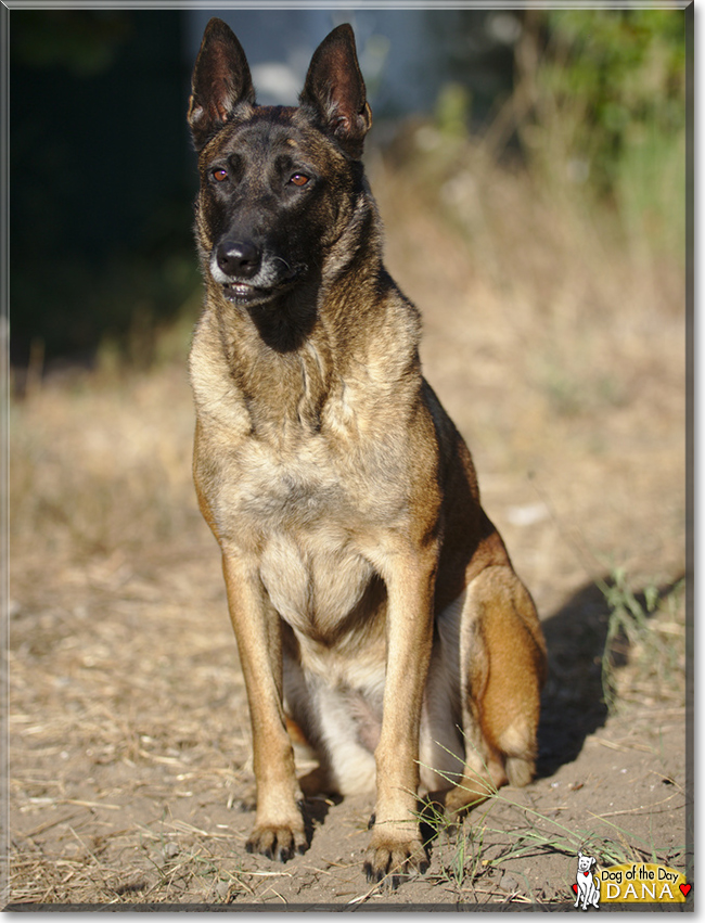 Dana the Belgian Malinois, the Dog of the Day