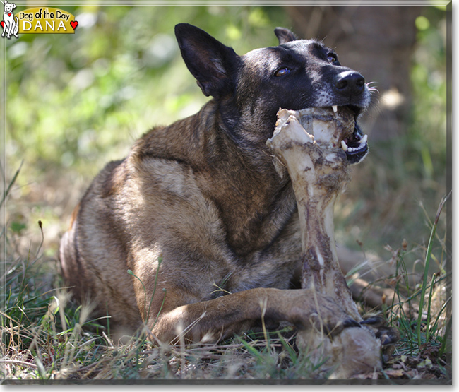 Dana the Belgian Malinois, the Dog of the Day