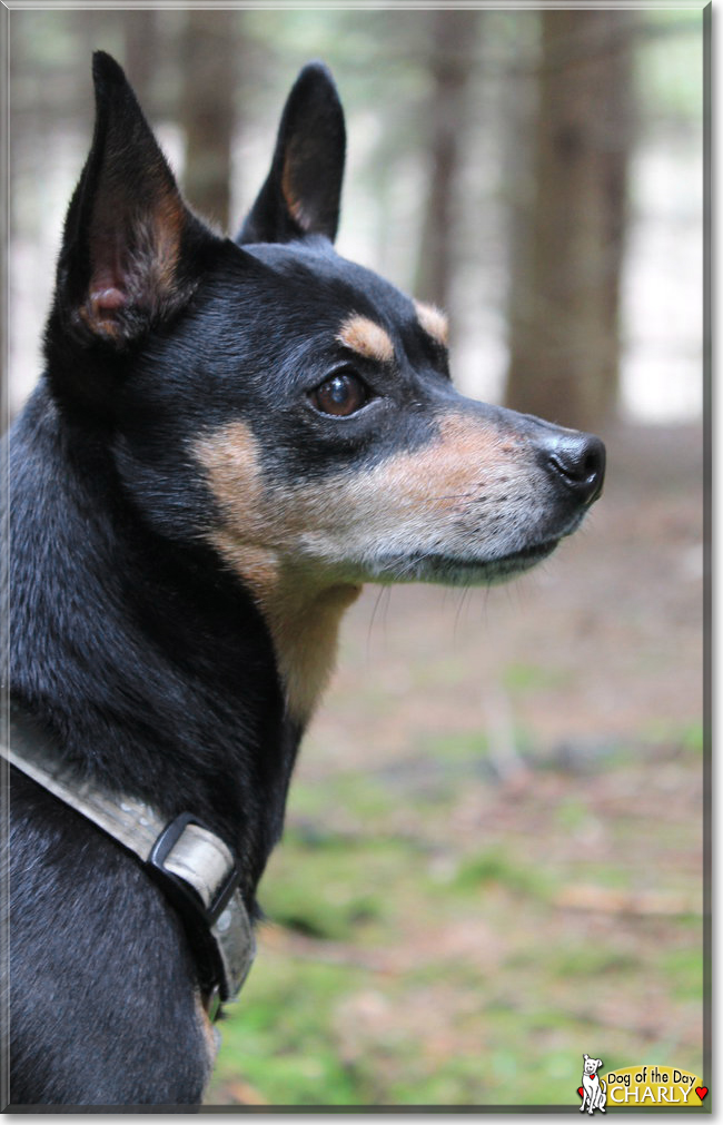 Charly the Prague Ratter, the Dog of the Day