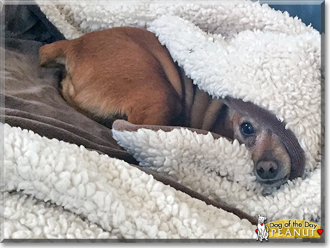 Peanut the Miniature Pinscher, the Dog of the Day