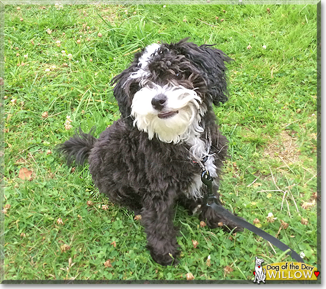 Willow the Poodle/Chinese Powder Puff mix, the Dog of the Day