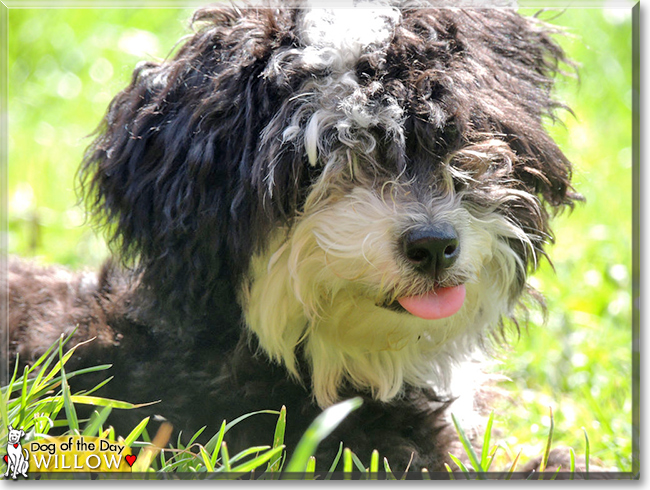 Willow the Poodle/Chinese Powder Puff mix, the Dog of the Day