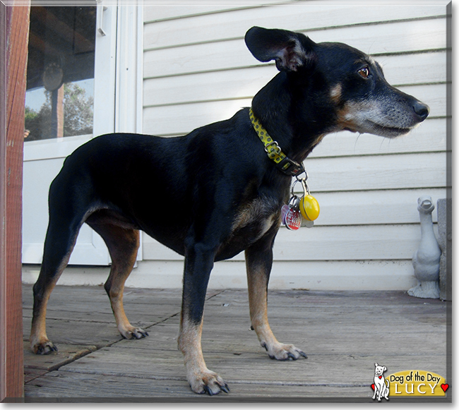 Lucy Lu the Miniature Pinscher, the Dog of the Day