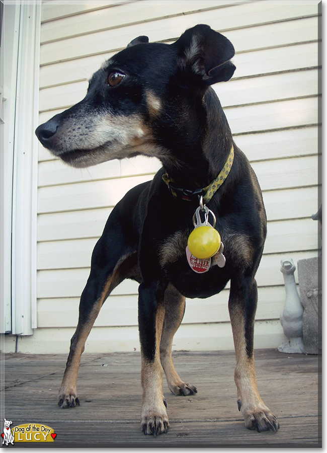 Lucy Lu the Miniature Pinscher, the Dog of the Day