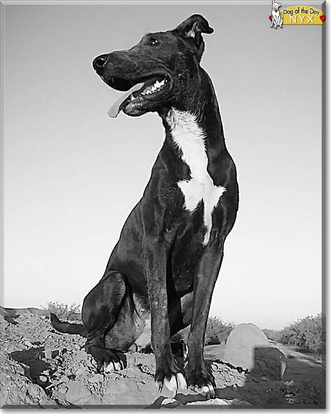 Nyx the Bull Terrier/American Pit Bull Terrier, the Dog of the Day