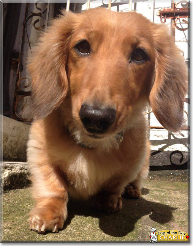 Charlie the Long-Haired Miniature Dachshund, the Dog of the Day