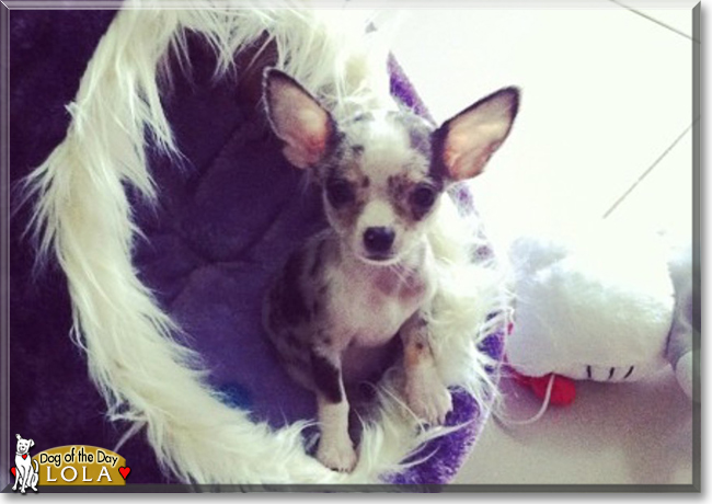Lola the Chihuahua, the Dog of the Day